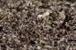 Preview: Spider Ground 2,5kg